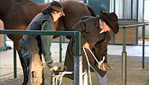 Jose Alejos - Shoeing The Problem Horse