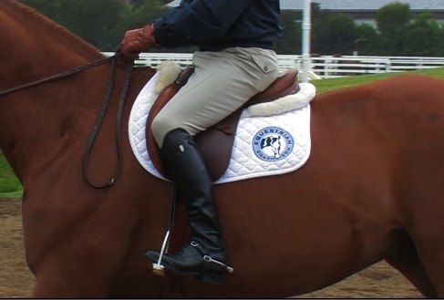 Controls Of The Horse Part Two – Leg Aids