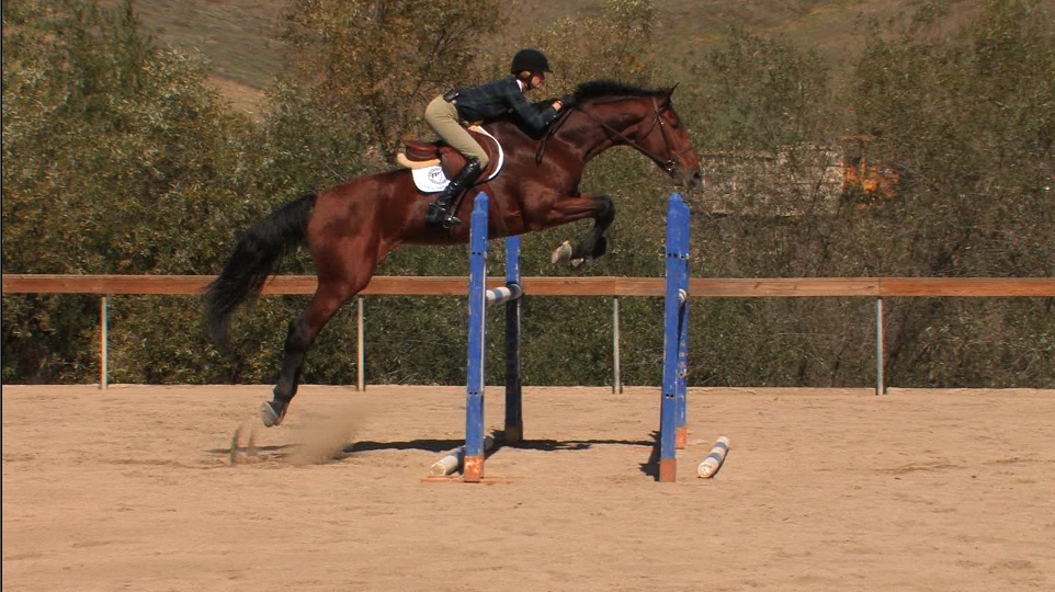 Getting a Horse to Learn How to Back Up and Jump Rounder