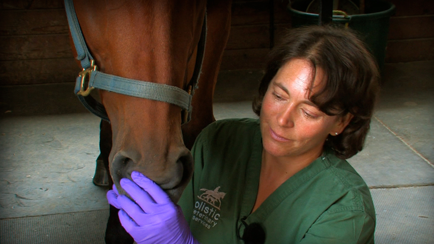 Dr. Heather Mack, horse, dentist