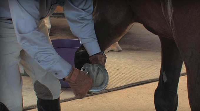 safely putting calks in your horses shoes