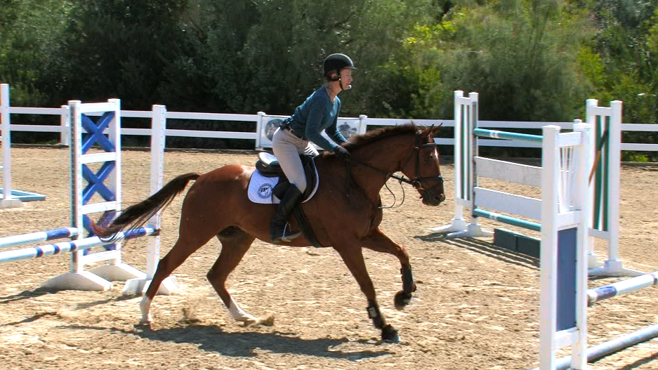 Training the OTTB Horse – Session Two