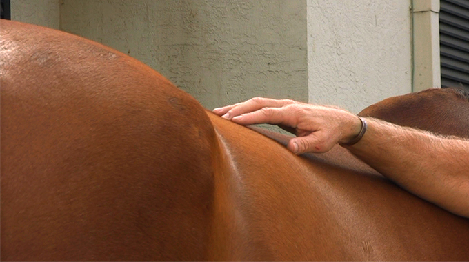 Diagnosing Back Pain on Your horse