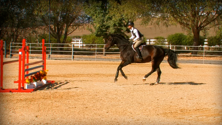 training your horse to not swap leads on the way to a jump
