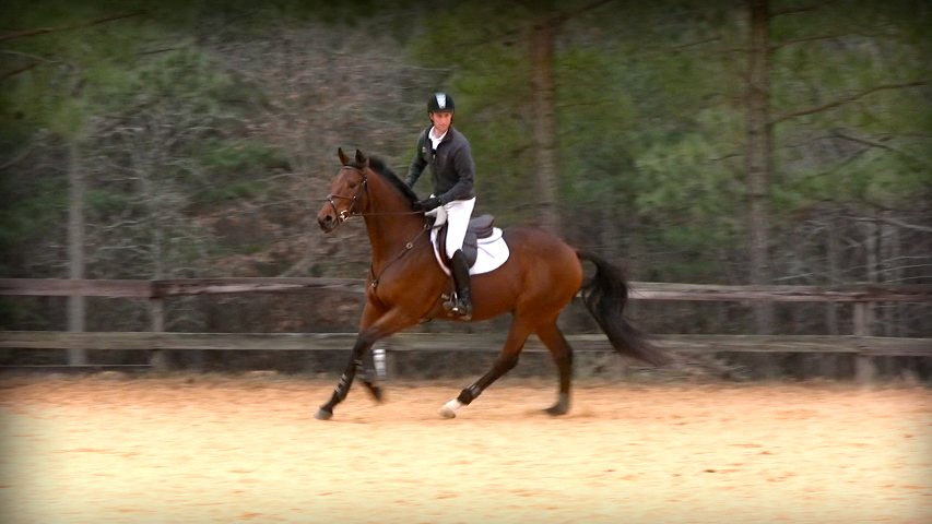 The right canter for your horse