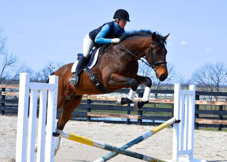Thoroughbred Horse Jumping with Rider