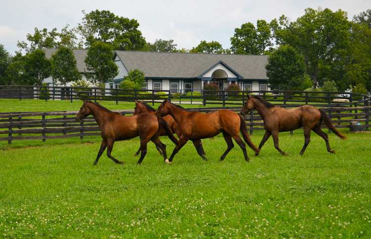 Group of Thoroughbred horses in a field