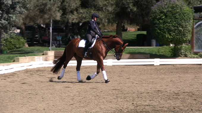 training your horse to bend
