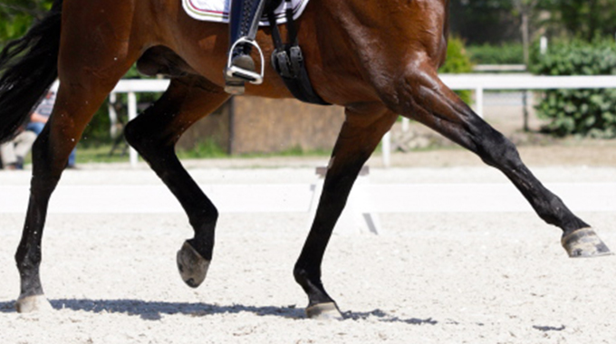 training your dressage horse to have more suspension at the trot