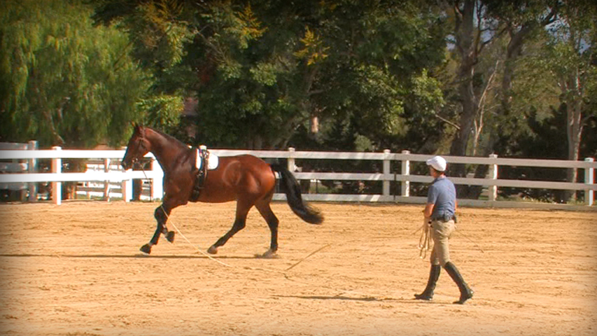 lunging a horse before you ride