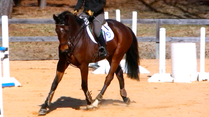 training your Thoroughbred horse on the flat for eventing horse shows
