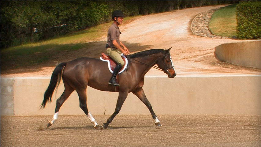 tips for winning the under saddle class with your horse