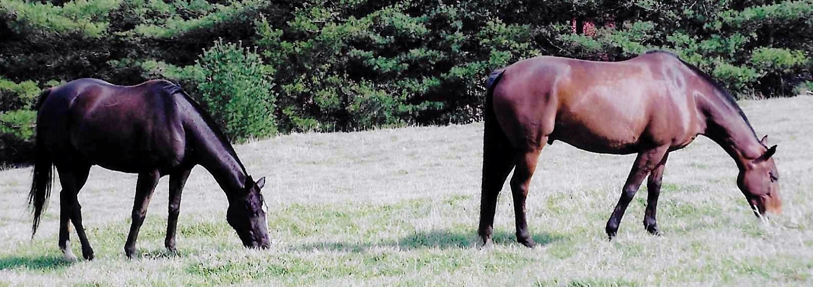 Western Prospect and a young retired polo pony grazing at Chester Bar Farm.
