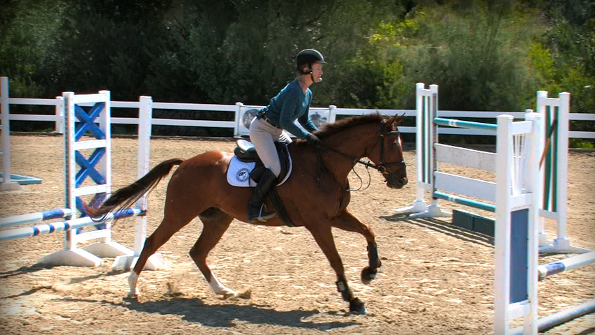 training a thoroughbred horse over jumps