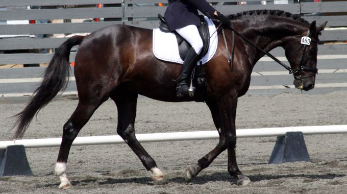 improve your horse's free walk for dressage