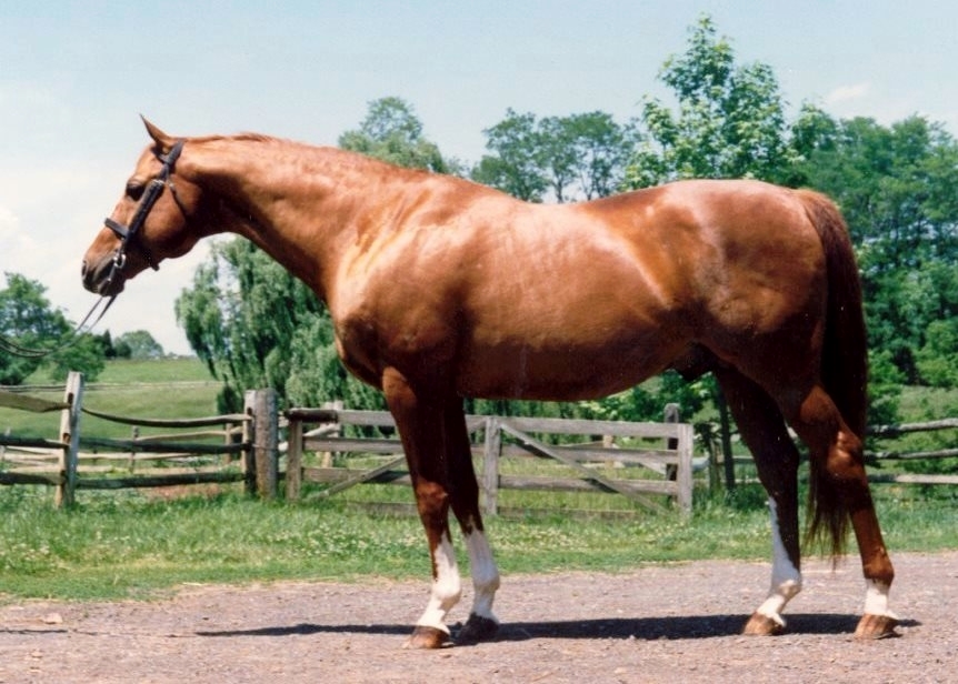 Sir Thomson's stallion ad picture mid-80s