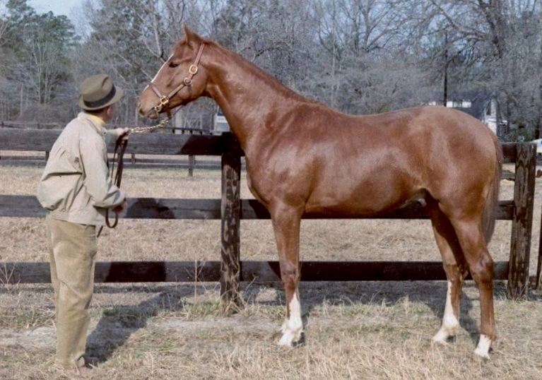 Delmar Twyman standing Sir Thomson at his farm after Tom's arrival from Kentucky as a yearling in 1969