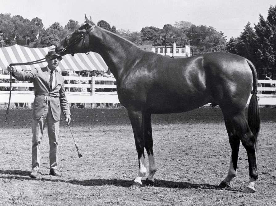 Sir Thomson at Devon in 1970, with Delmar Twyman holding, when he was Best Young Horse.