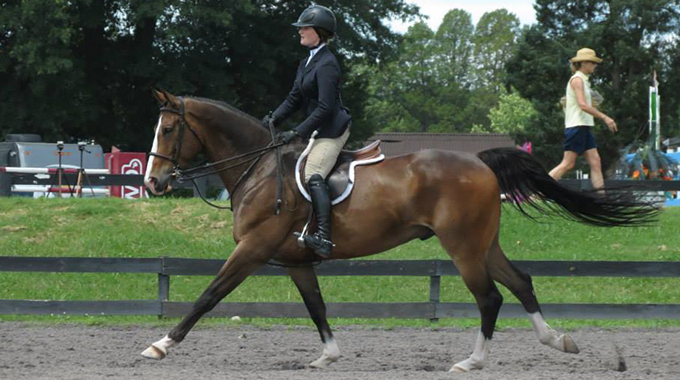 learning to shorten your horses stride