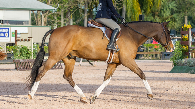 training your horse to stretch their neck at trot in a hunter under saddle class