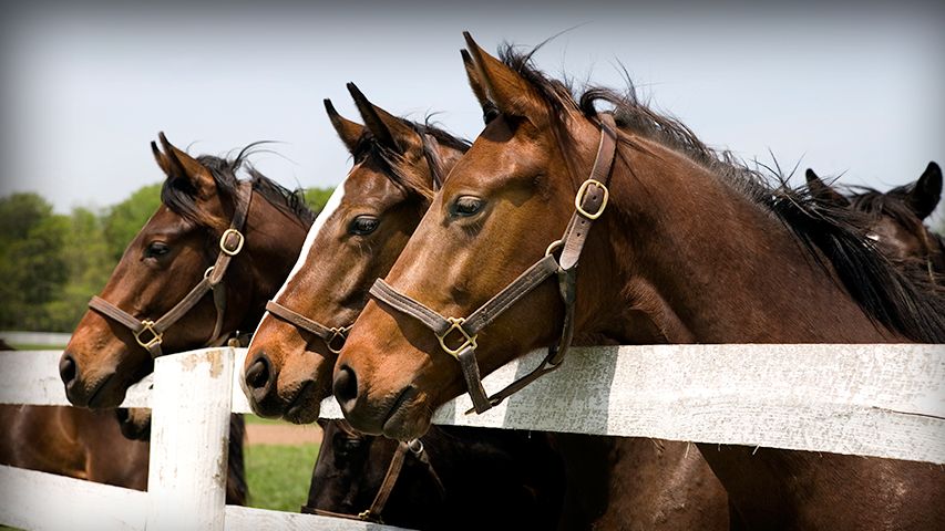 Could the OTTB Be the Right Horse for You?