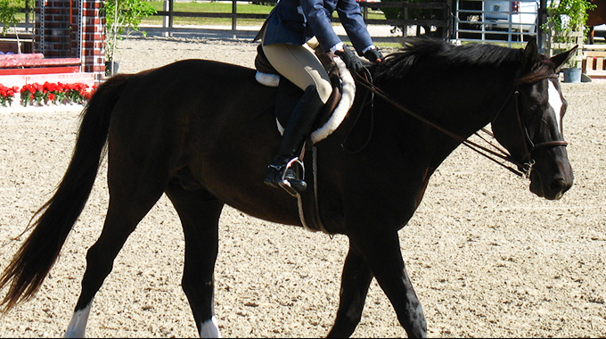 exercises to make your hunter horse more soft and supple