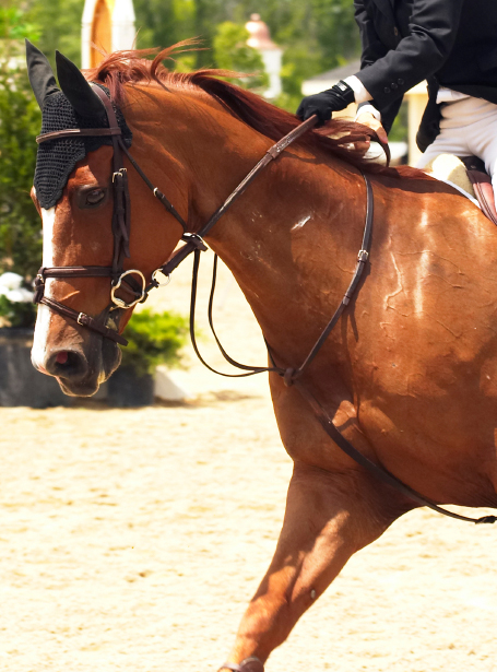 horse wearing a running martingale and flash noseband
