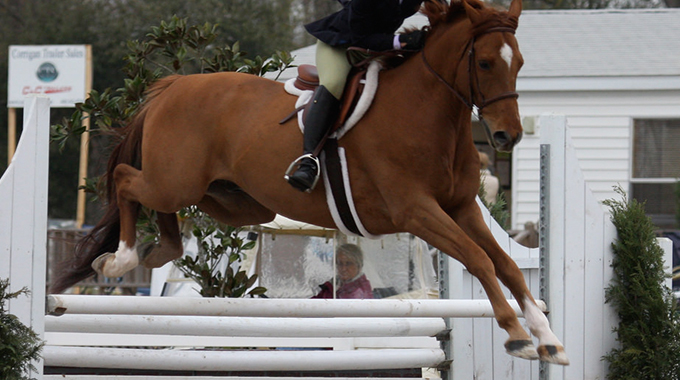 exercises to slow your horse down after jumps