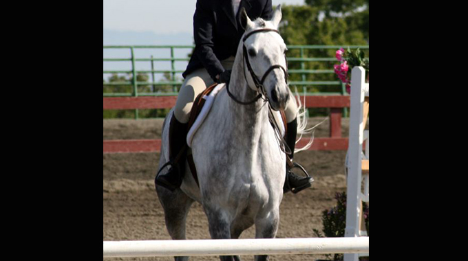 building your horses confidence