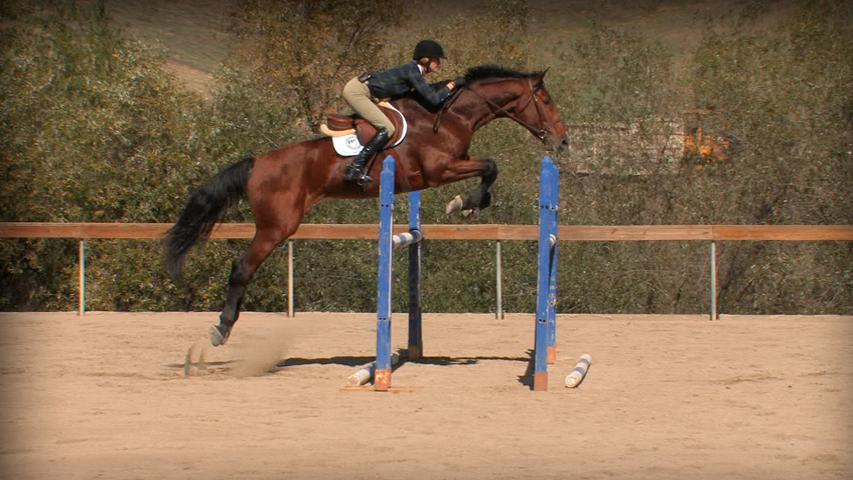 training a horse to jump combination jumps
