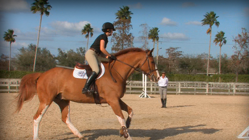 circle exercise over jumps for a horse