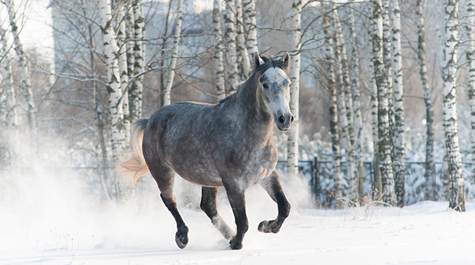 horse turned out in paddock in snow
