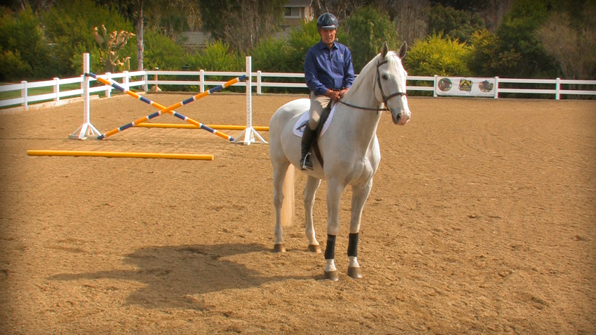training your horse to back up
