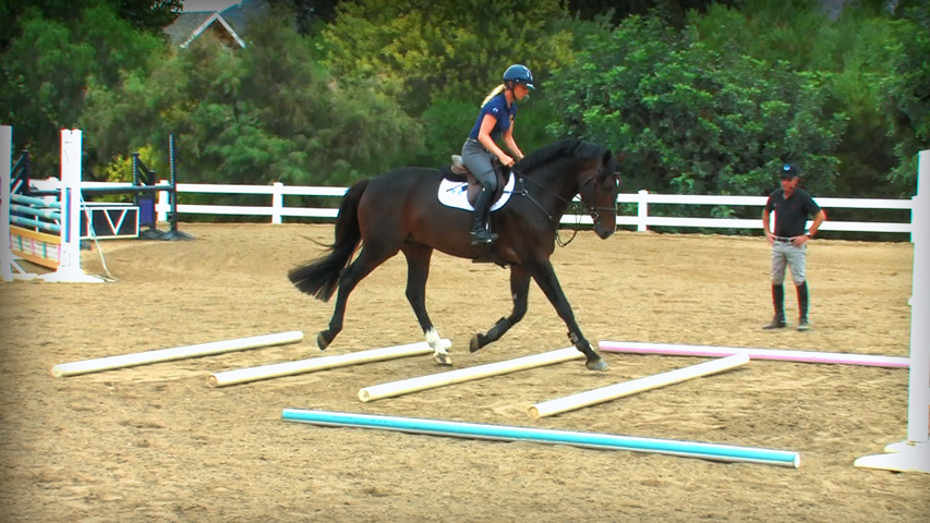 training a young horse to jump