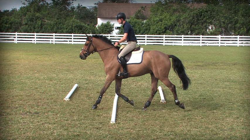 flatwork for your horse to prepare for a horse show