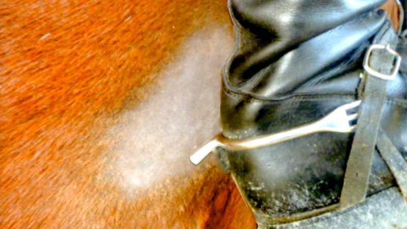 spur rub on horse's side