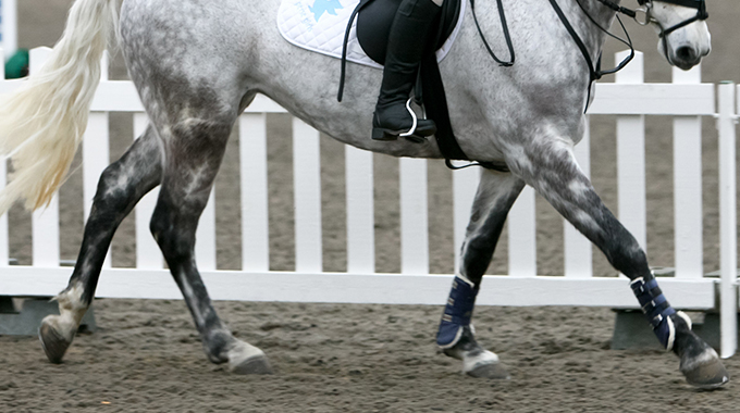 how to fix your horse's canter