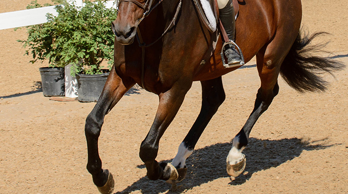 training your horse to listen to your rains and legs
