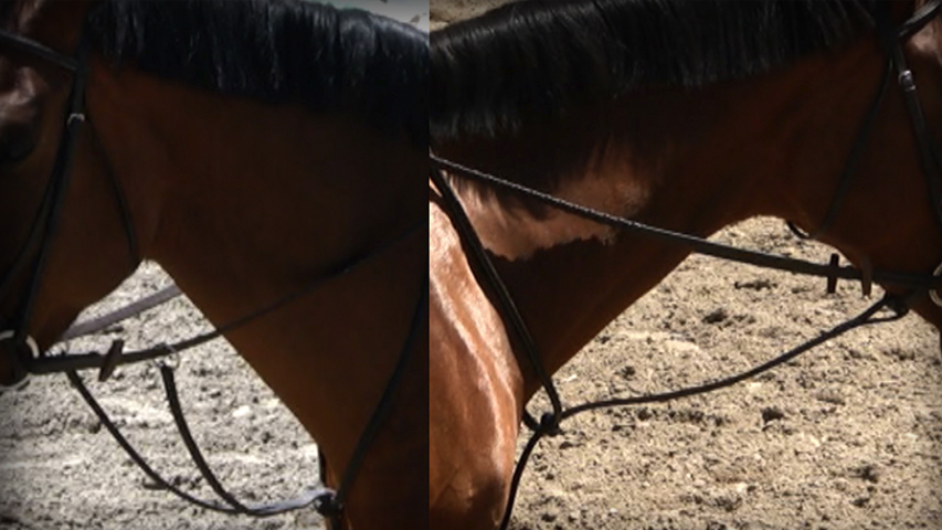 Martingales – Usage & Fitting with Julie Winkel