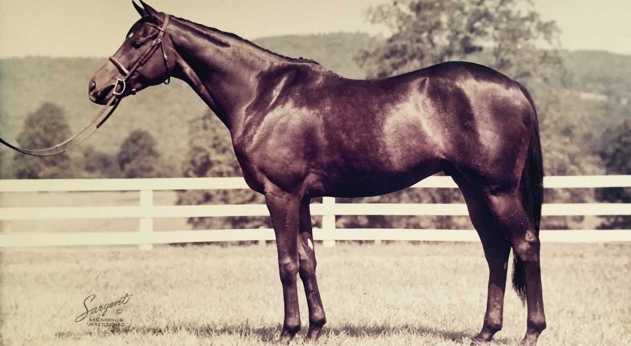 Gozzi - a Thoroughbred Sport Horse