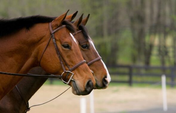 Thoroughbred_Two_Horses_Image-680x380-1