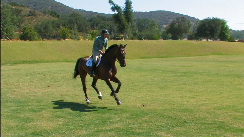 advanced fundamentals of flatwork for your horse