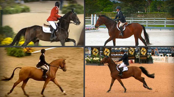 hip angles, show jumping,