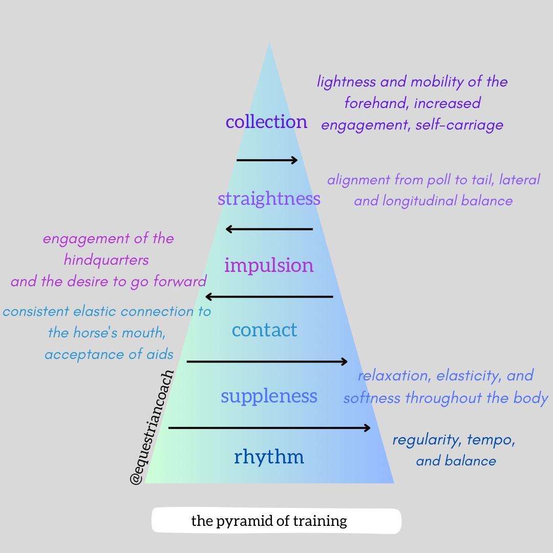 Dressage pyramid of training.
