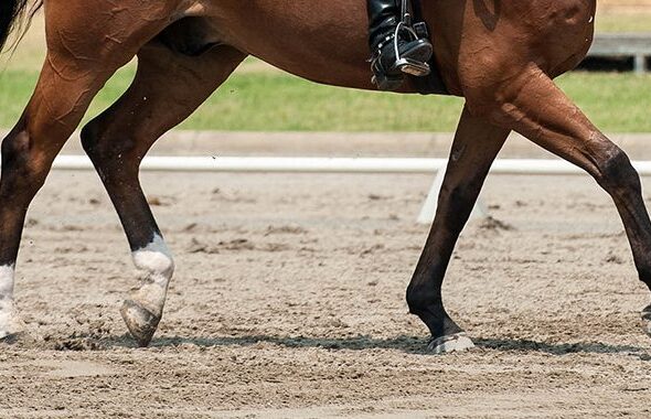 dressage-trot-blog_featured_image-1-x