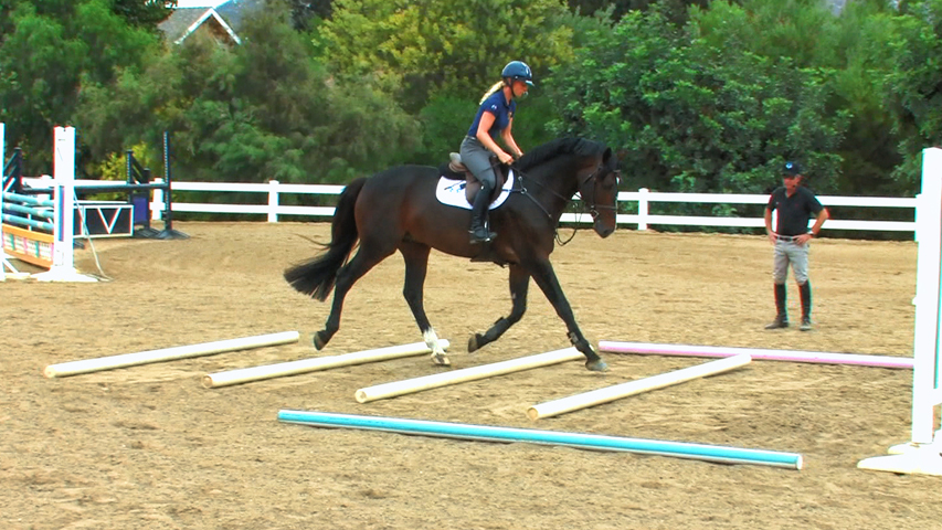 Starting the Young or Green Horse Over Jumps - Part One